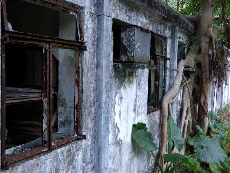 A tree growing through broken and rusty windows of an apparently abandoned building