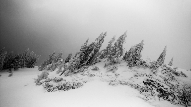 Snow-covered fir trees