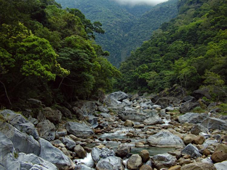 A river bed full of huge rocks in the middle of a dense forest