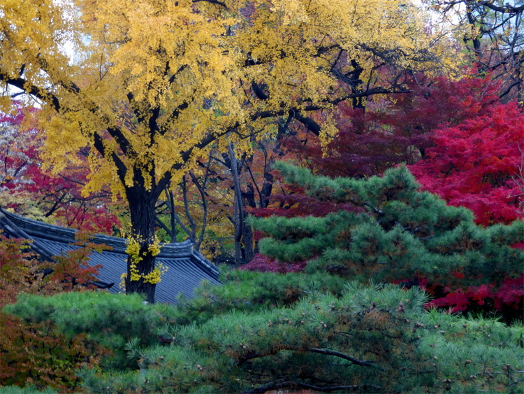 Colourful yellow, red and green autumn foliage