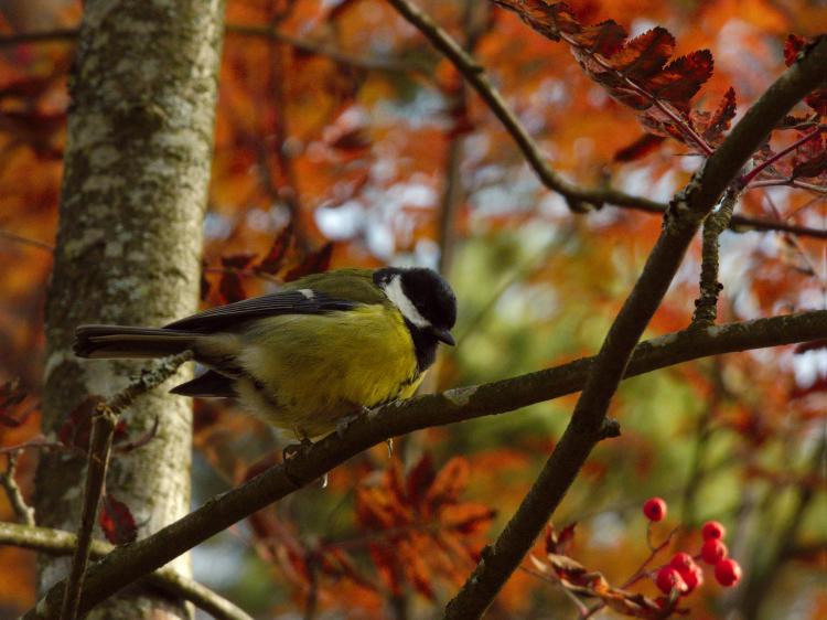 A small bird perched on a branch with red leaves and berries in the background