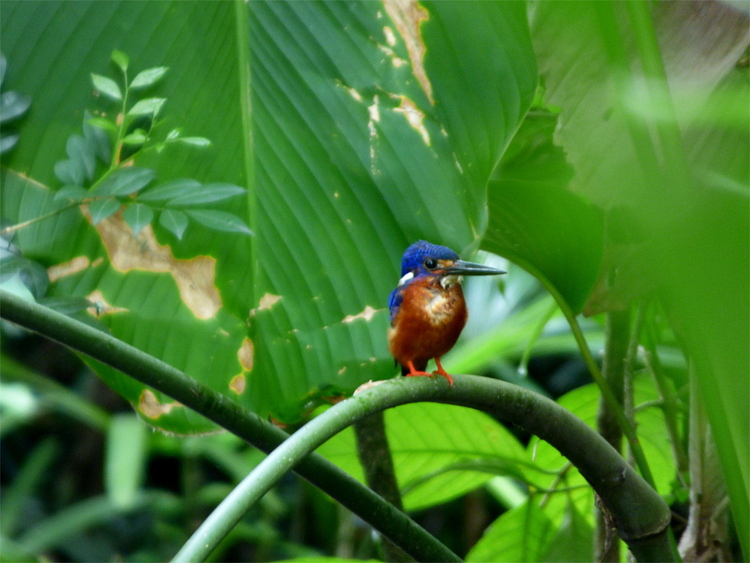 A small bird with a long beak, blue head and reddish brown body sitting on a plant