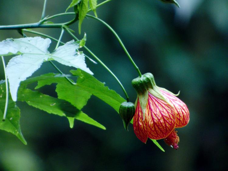 Close-up of a lamp-shaped flower head hanging down from its own weight