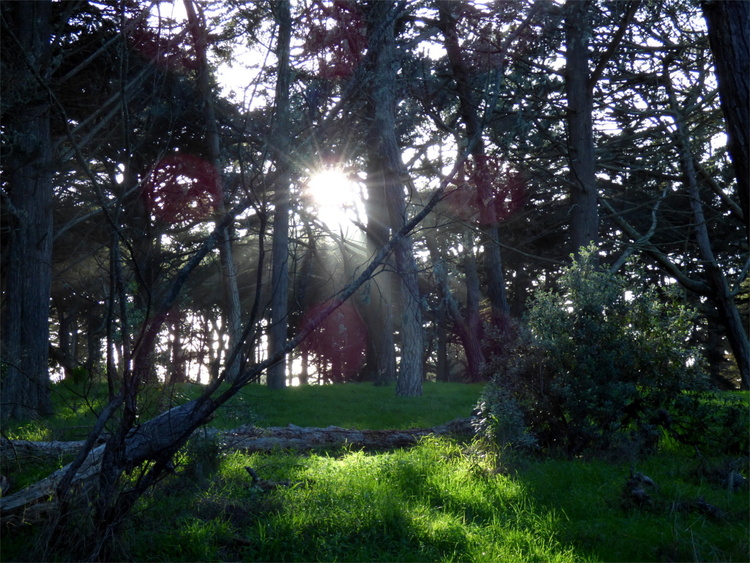Rays of sun shining through some trees in a forest covered with lush green grass