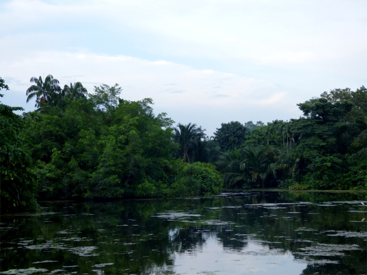 A large lake surrounded by trees and greenery