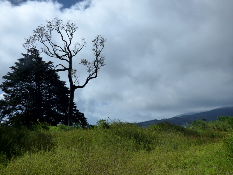 A leafless tree standing in the tall grass