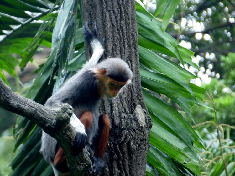 A somewhat sad-looking small monkey looking down from a tree branch