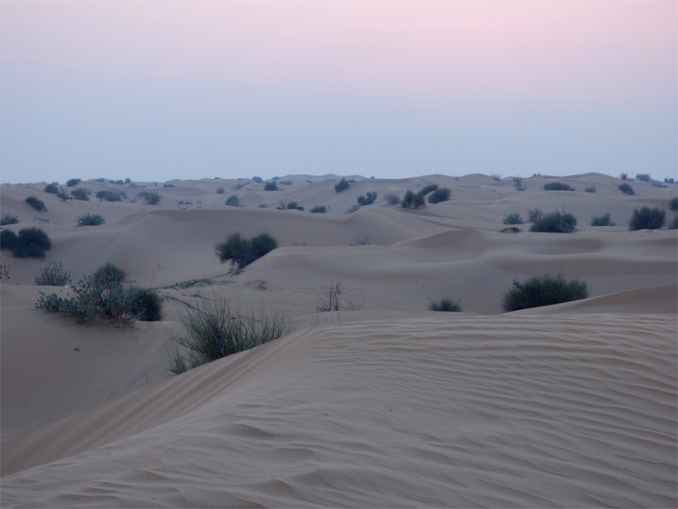 Evening sky above sand dunes in the desert with some shrubs growing on them