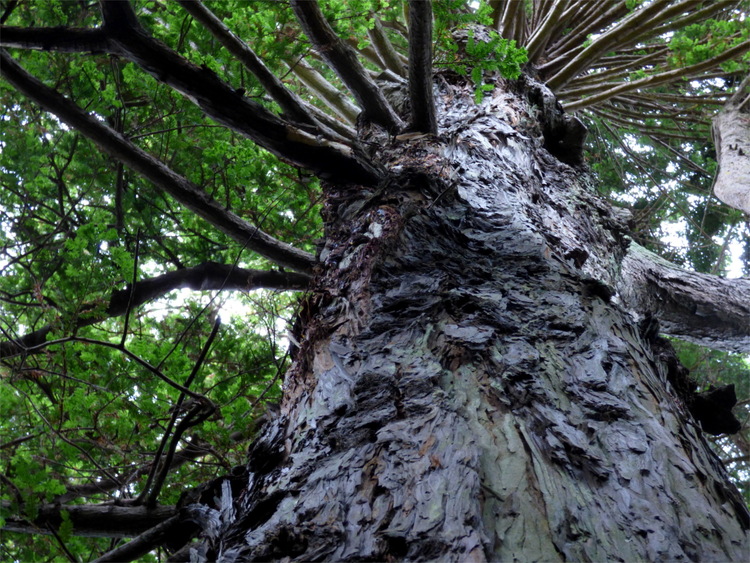 A view up the trunk of a large tree with rough bark and branches splitting off in every direction
