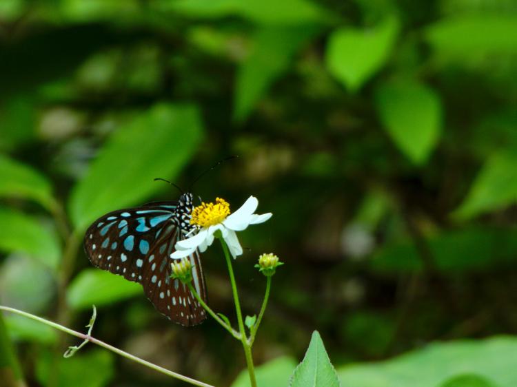 A blue-and-black butterfly resting on a small white flower