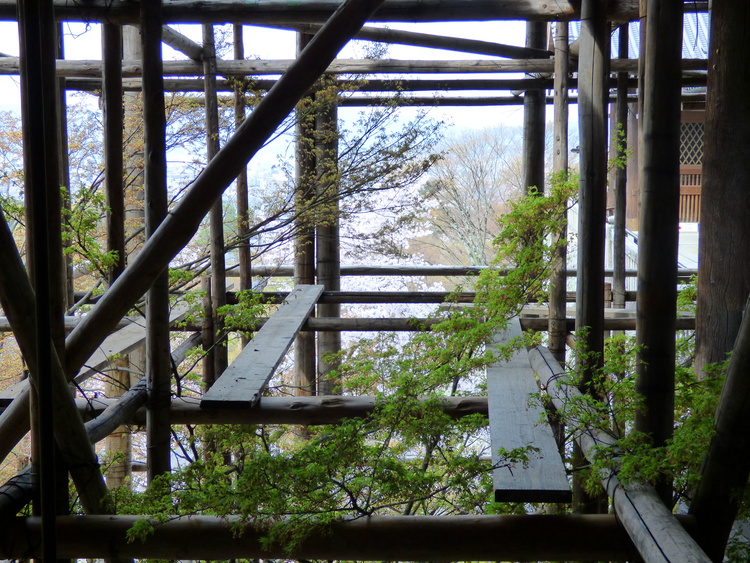 Wooden scaffolding with some planks laying across and tree branches growing through it